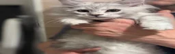Maine Coon cats for sale: Gorgeous Maine Coon Kittens with GCCF Pedigree  - Advert 3