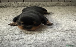 Dachshund dogs for sale: Cross miniature dachshund puppies - Image 10