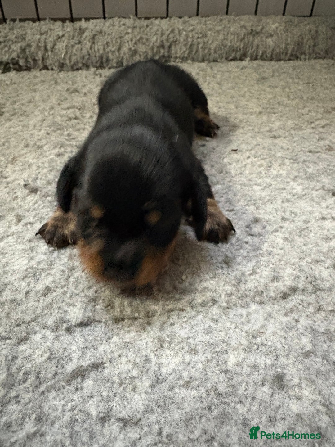 Dachshund dogs for sale: Cross miniature dachshund puppies - Image 10