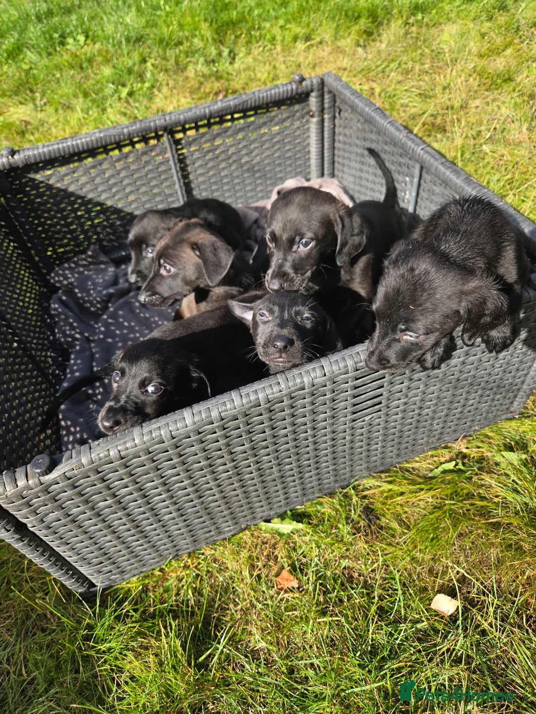 Mixed Breed dogs for sale: Labrador cross saluki - Image 8