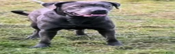 Cane Corso dogs for sale: Beautiful male 12 week old Cane Corso - Advert 5