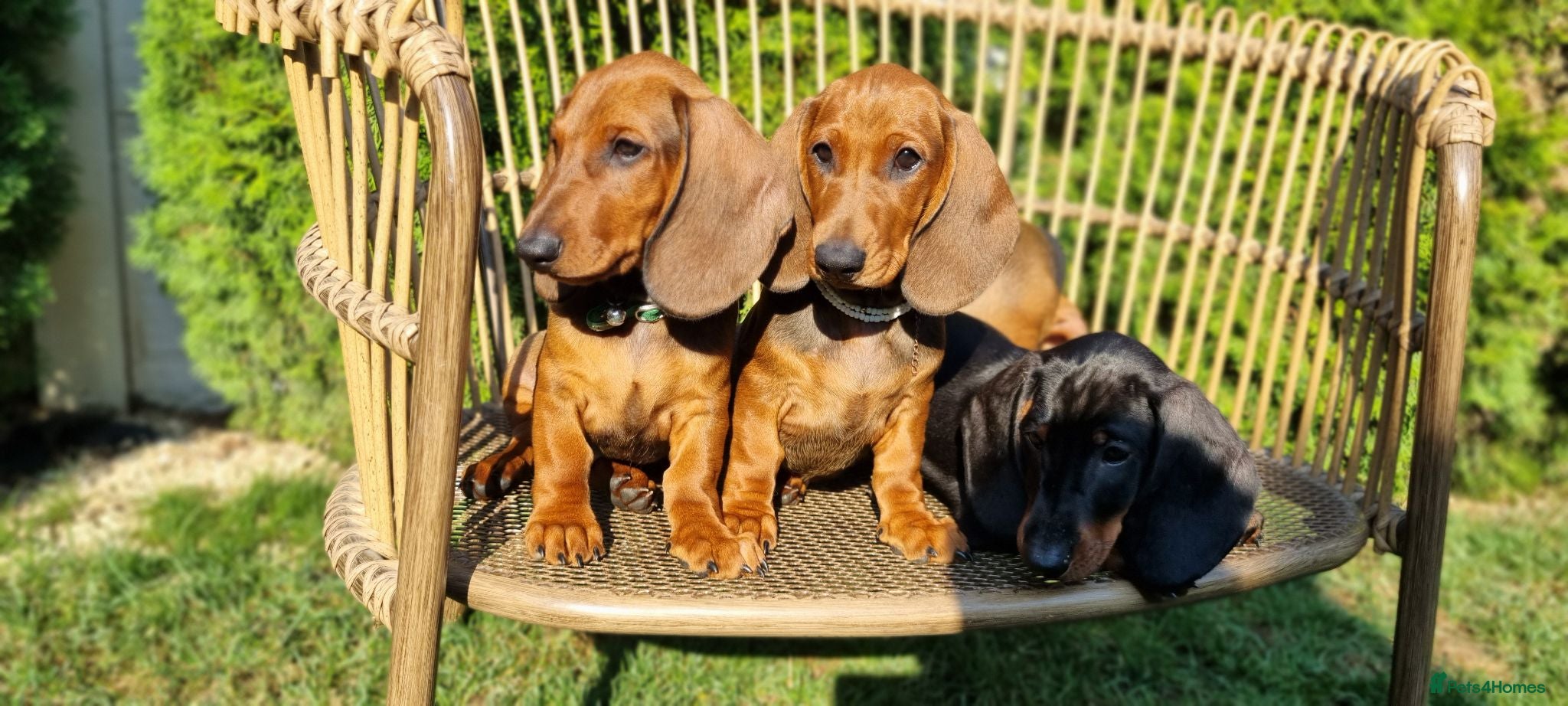 Dachshund dogs Adorable standard dachshunds with pedigree FCI - Advert 12