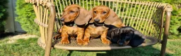 Dachshund dogs for sale: Adorable standard dachshunds with pedigree FCI - Advert 1