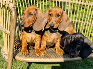 Dachshund dogs Adorable standard dachshunds with pedigree FCI - Advert 12