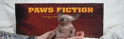 Sphynx cats for sale: Blanket Loving Canadian Sphynx in Manchester - Advert 15