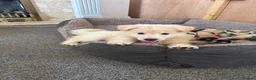 German Shepherd dogs for sale: Straight Back White German Shepherd Pups 🐶 🐕  - Advert 28