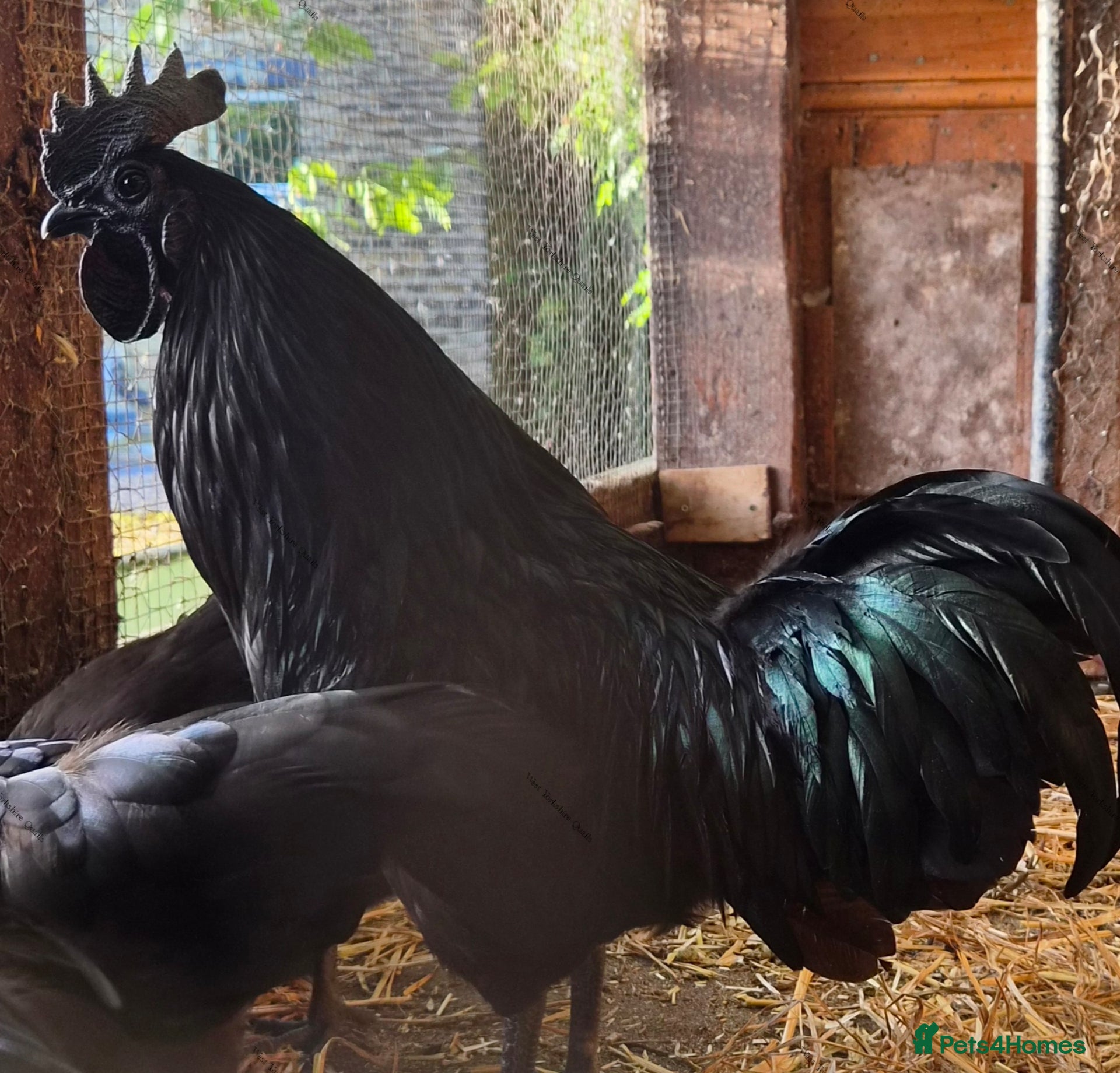 Chickens poultry Ayam cemani hatching eggs & chicks available  - Advert 1