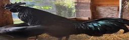 Chickens poultry for sale: Ayam cemani hatching eggs & chicks available  - Advert 1