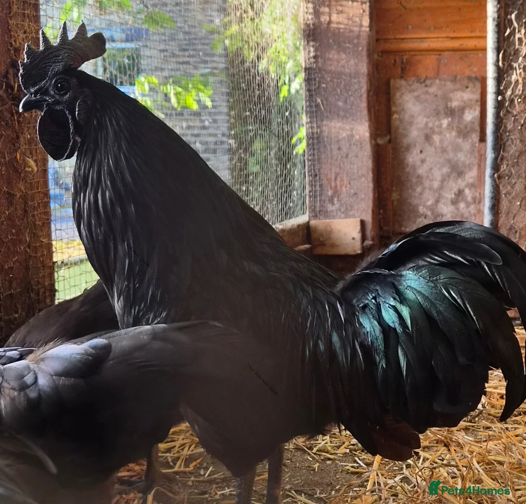 Chickens poultry for sale: Ayam cemani hatching eggs & chicks available  - Advert 1