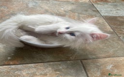 Turkish Angora cats for sale: Gorgeous white fluffy Turkish angora kittens  - Advert 10