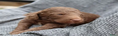 Labradoodle 8