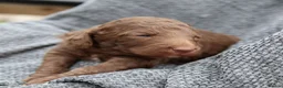 Labradoodle dogs for sale: ✨️Solstice Babies , Ready 4 Homes Late August✨️  - Advert 24