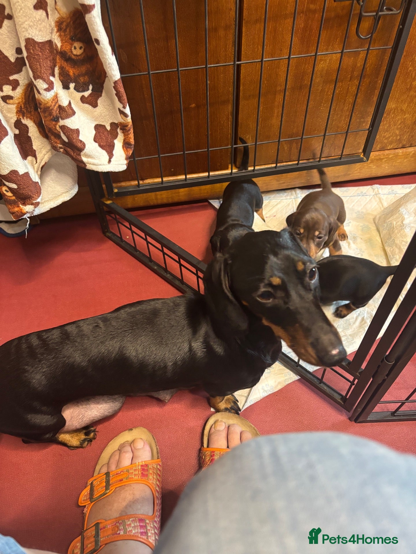 Dachshund dogs Dachshund Puppies  - Advert 3