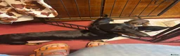 Dachshund dogs for sale: Dachshund Puppies  - Advert 1