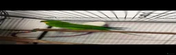 Parrots birds for sale: Superb parrot pair male and female  in Luton - Advert 16