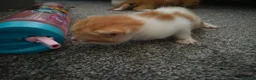 Mixed Breed cats for sale: 3 beautiful kittens for sale in Wrexham - Advert 9