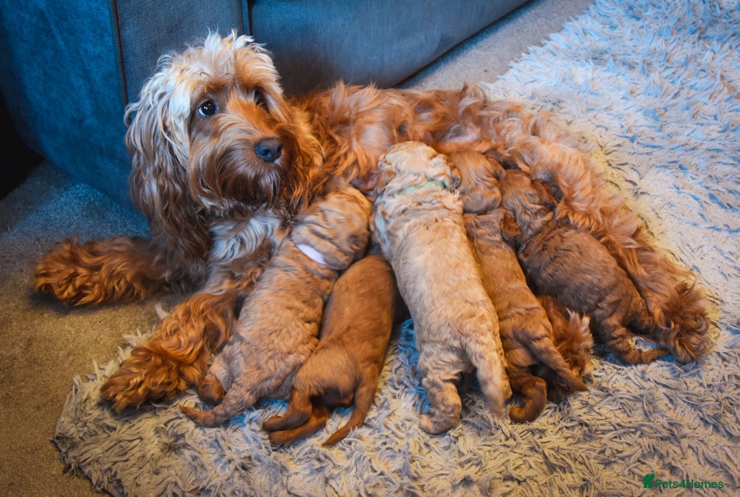 Cockapoo dogs for sale: Beautiful Cockapoo Puppies - Ready mid December - Image 2