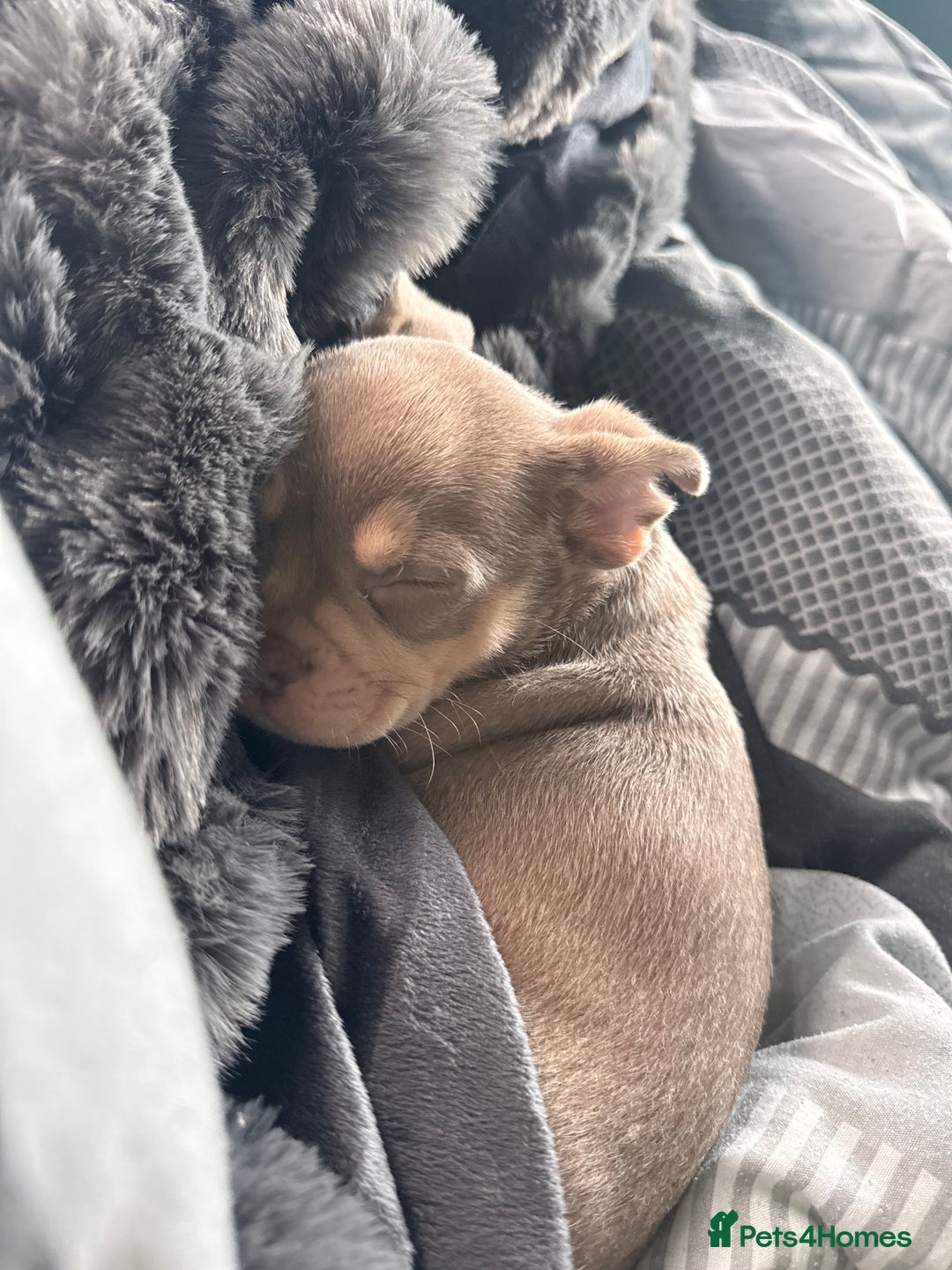 Mixed Breed dogs for sale: French bulldog x chihuahua  - Advert 4