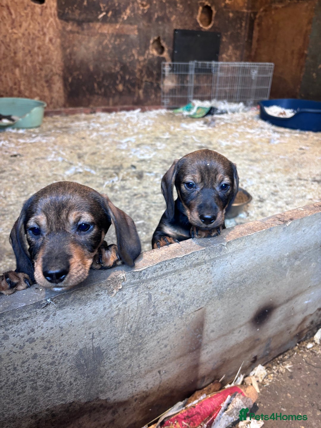 Dachshund dogs for sale: Wire haired dachshund (teckle) - Advert 1