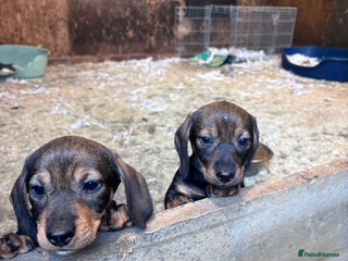 Dachshund dogs Wire haired dachshund (teckle) - Advert 1