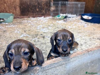 Dachshund dogs Wire haired dachshund (teckle) - Advert 19