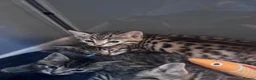 Bengal cats for sale: 5 mixed bengal kittens - Advert 4