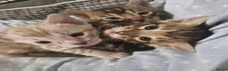 Bengal cats for sale: Genetic Health Tested Snow & Brown Bengal Kittens - Advert 7