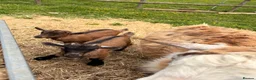 Goats livestock for sale: Pygmy goats  - Advert 6