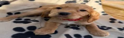 Cocker Spaniel dogs for sale: Kc registered cocker spaniel pups - Advert 17