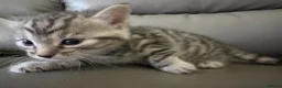 Bengal cats for sale: Bengal Cross - 2 ginger - One Black - One Grey  - Advert 26