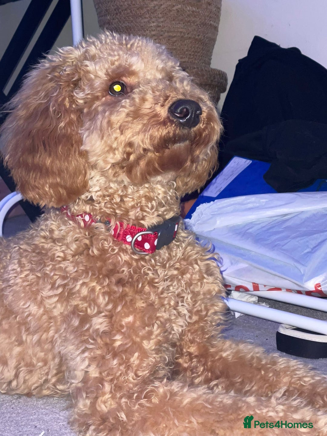 Cavapoo dogs for sale: Male Cavapoo - Advert 5