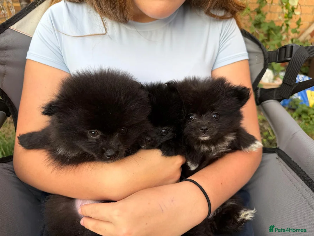 Pomeranian dogs for sale: 🩷 only 1 left Rare black pomeranian girl🩷 - Advert 1