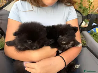 Pomeranian dogs 🩷 Rare striking black pomeranian girls🩷 - Advert 9