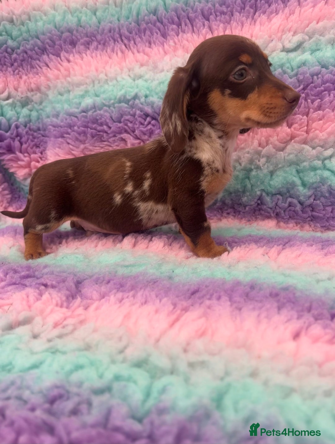 Miniature Dachshund dogs for sale: Miniature Dachshund Boys and Girls From £700 - Image 11