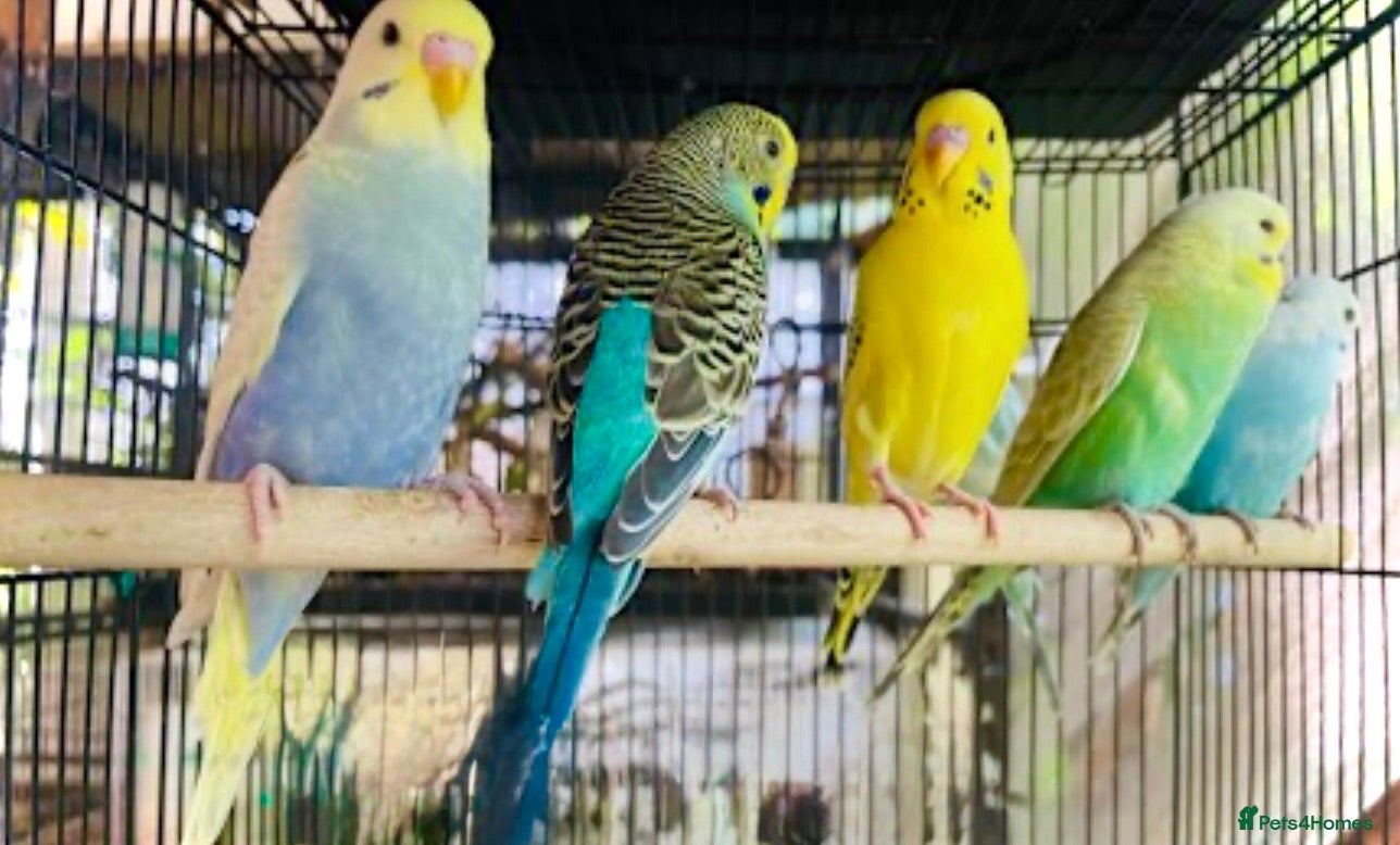Budgerigars birds Beautiful Baby Budgies &. Cages Various. Mutations - Advert 1