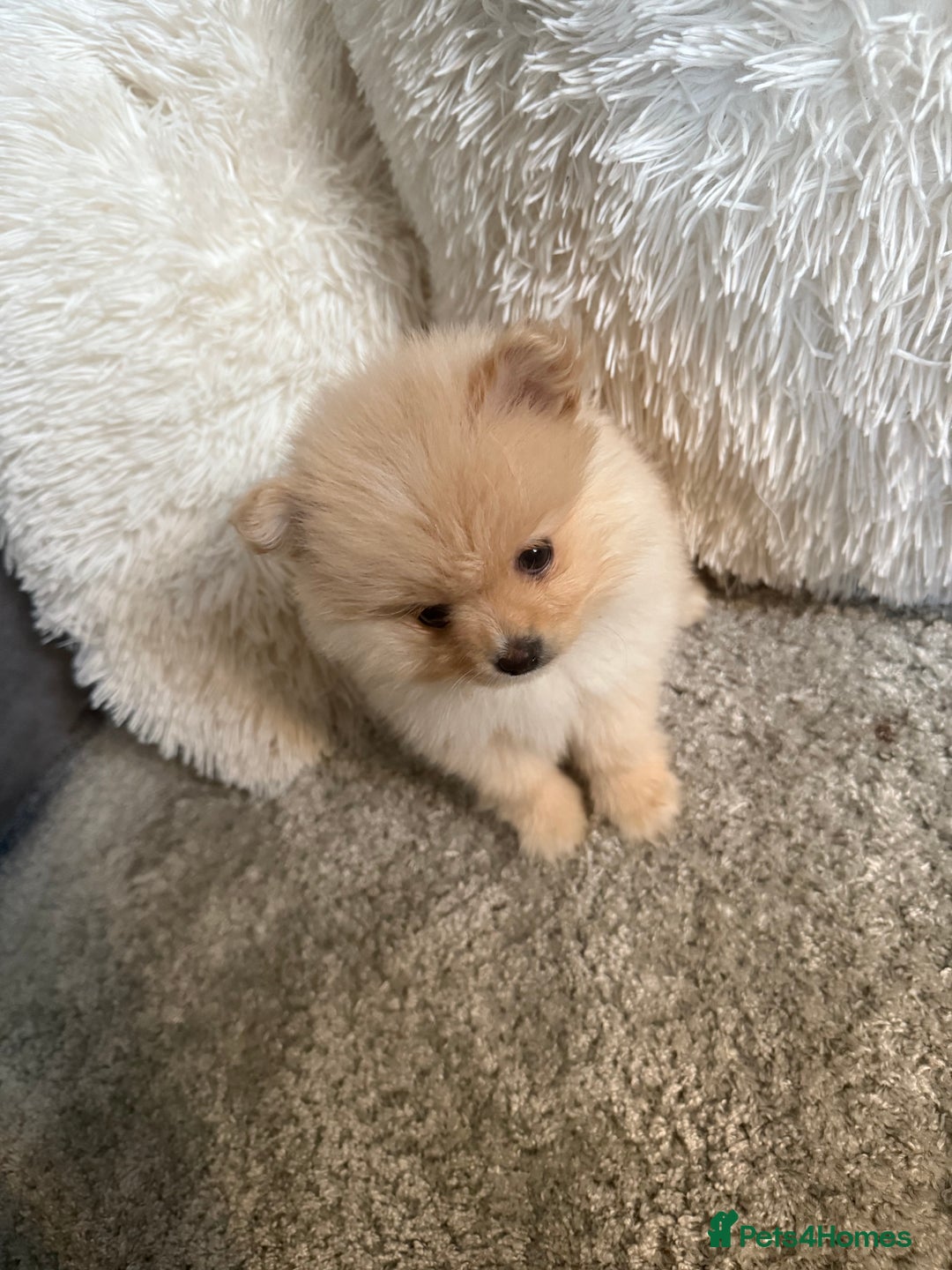 Pomeranian dogs for sale: Beautiful Pomeranian girl.  - Advert 3