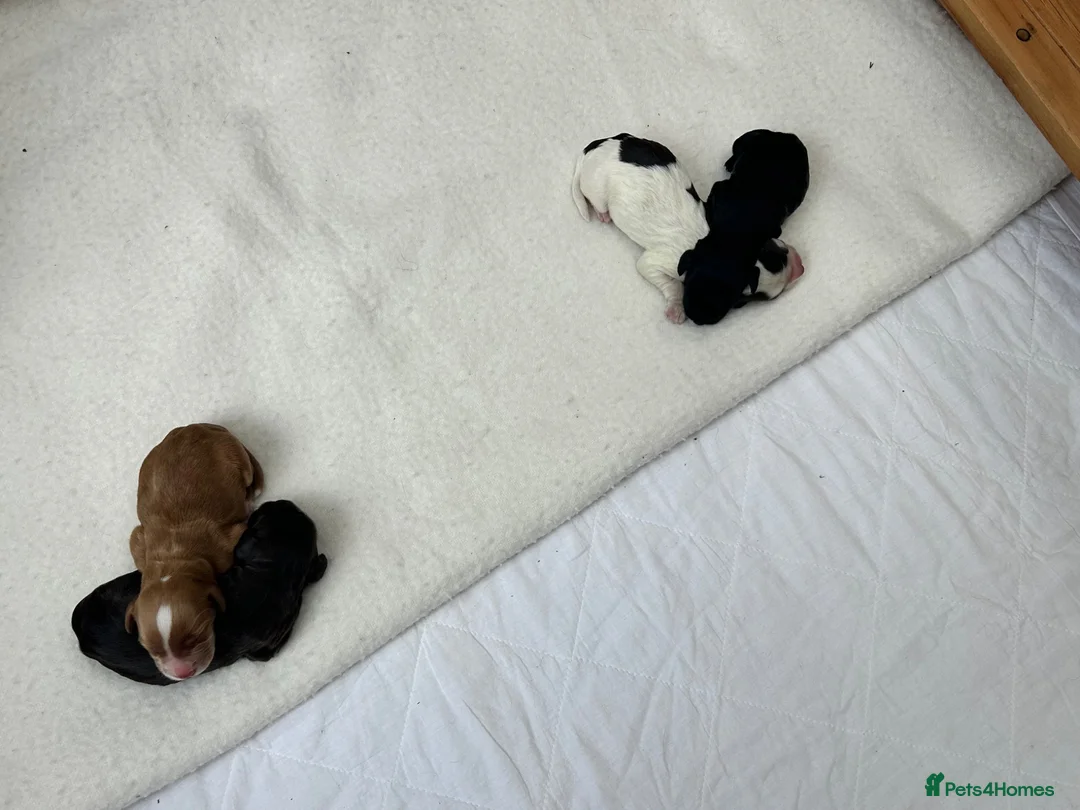 Cocker Spaniel dogs for sale: Kc registered working cocker spaniel puppies  in Rye - Advert 2