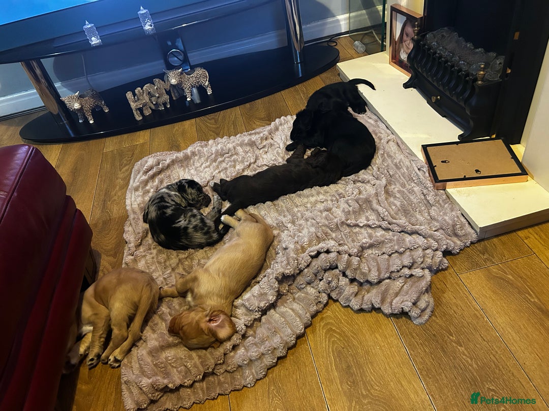 Cocker Spaniel dogs for sale: 2 beautiful cocker spaniels out of a litter of 7 - Image 20