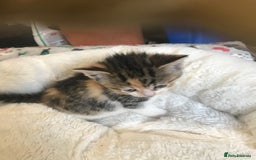 British Shorthair cats for sale: British shorthair kittens  - Image 5