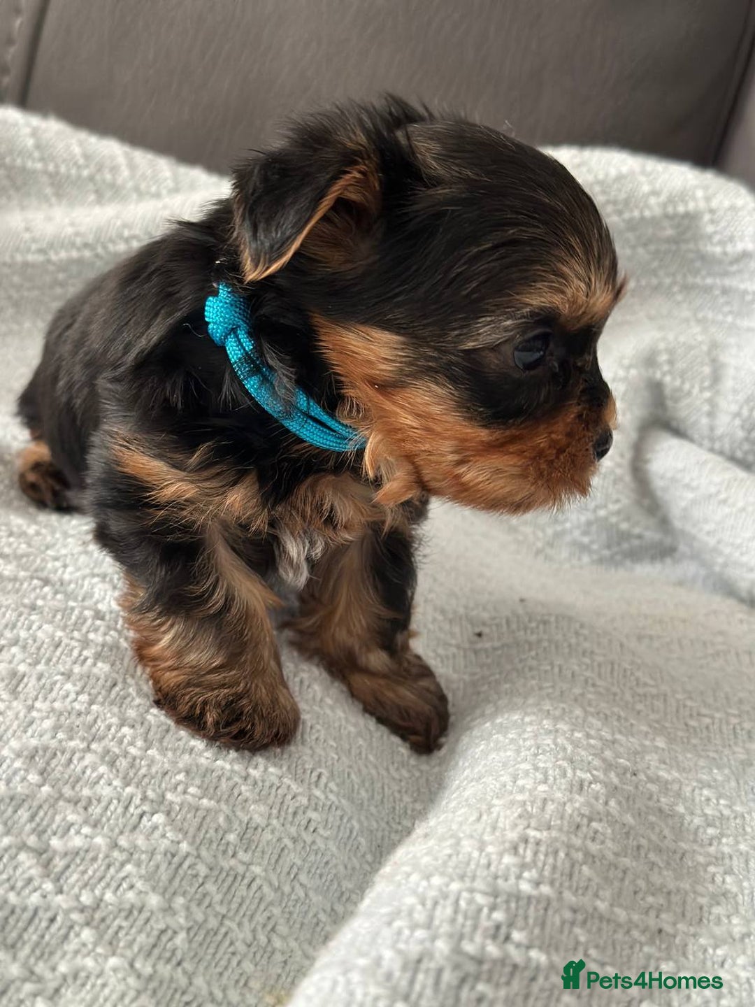 Yorkshire Terrier dogs for sale: Miniature Yorkie Puppies – Boy and Girl - Advert 9