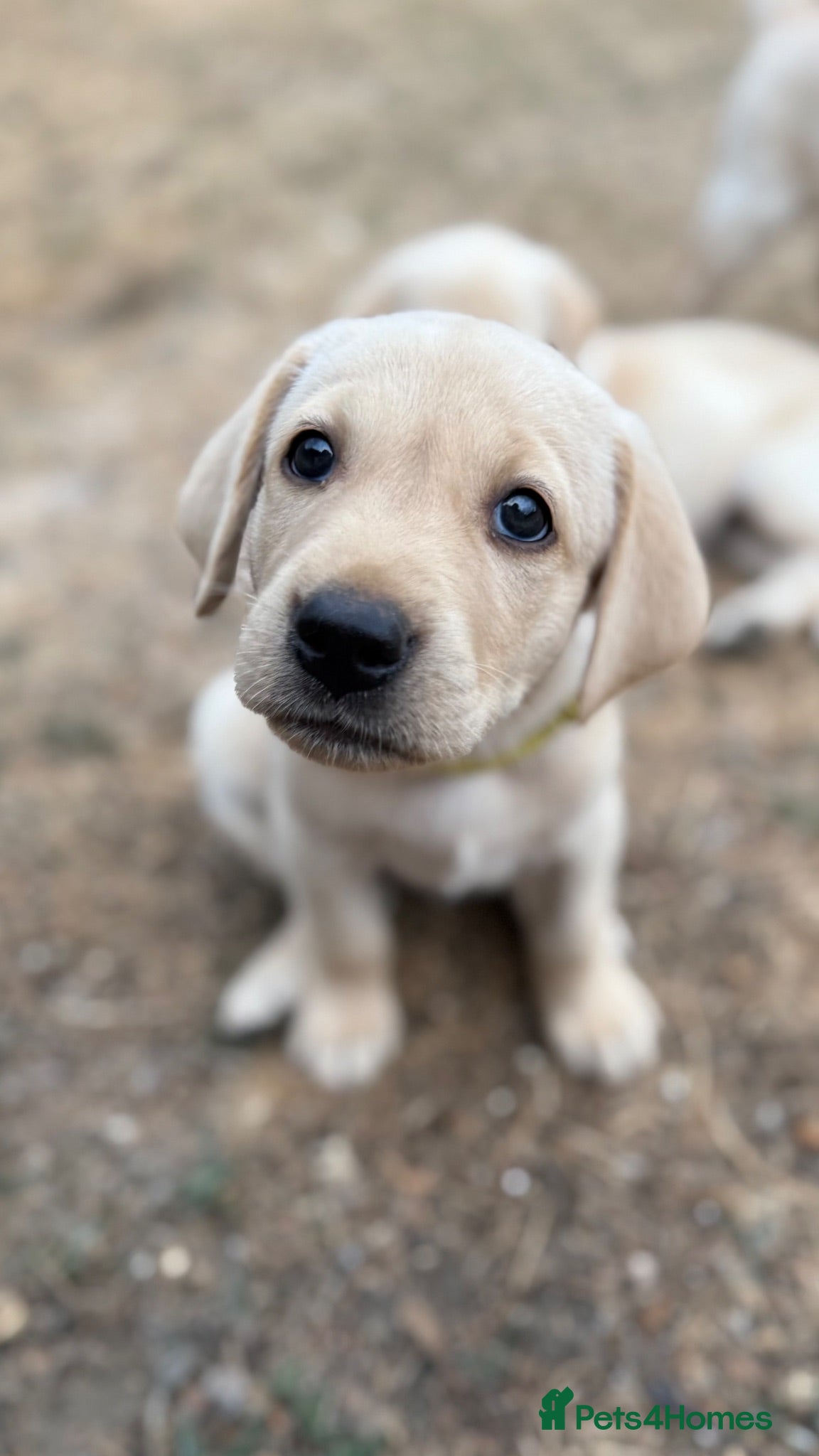 Labrador Retriever dogs KC Registered Working Labrador Puppies 🐾 - Advert 2
