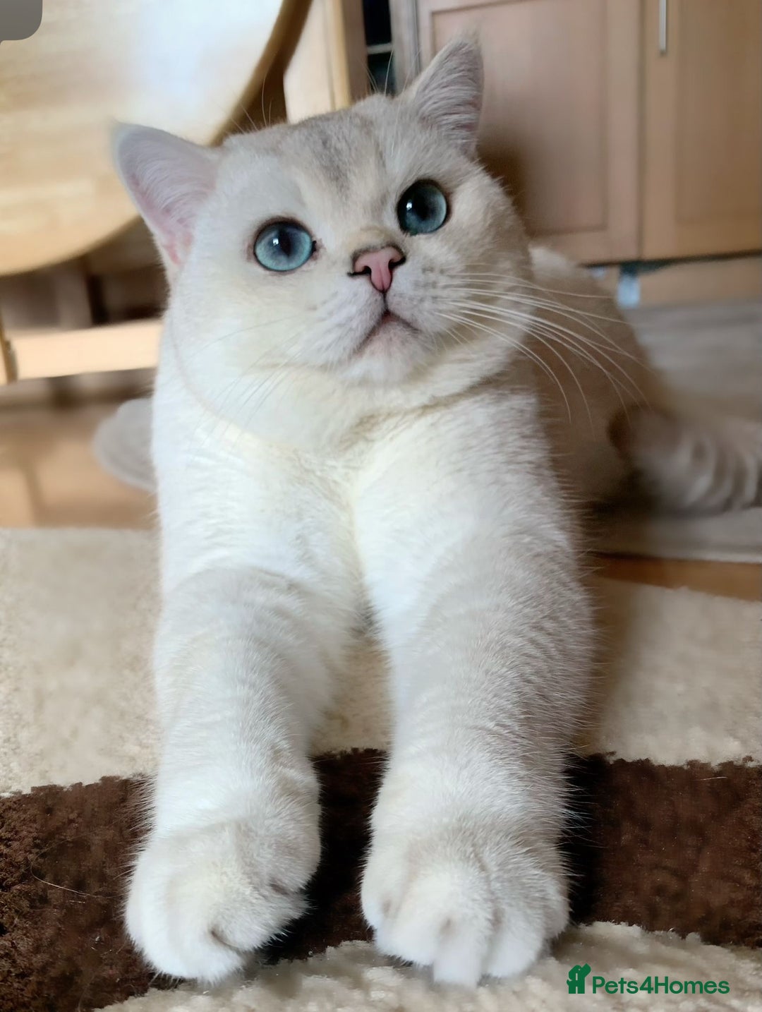 British Shorthair cats for sale: British shorthair chinchilla boy ns1233 - Image 2