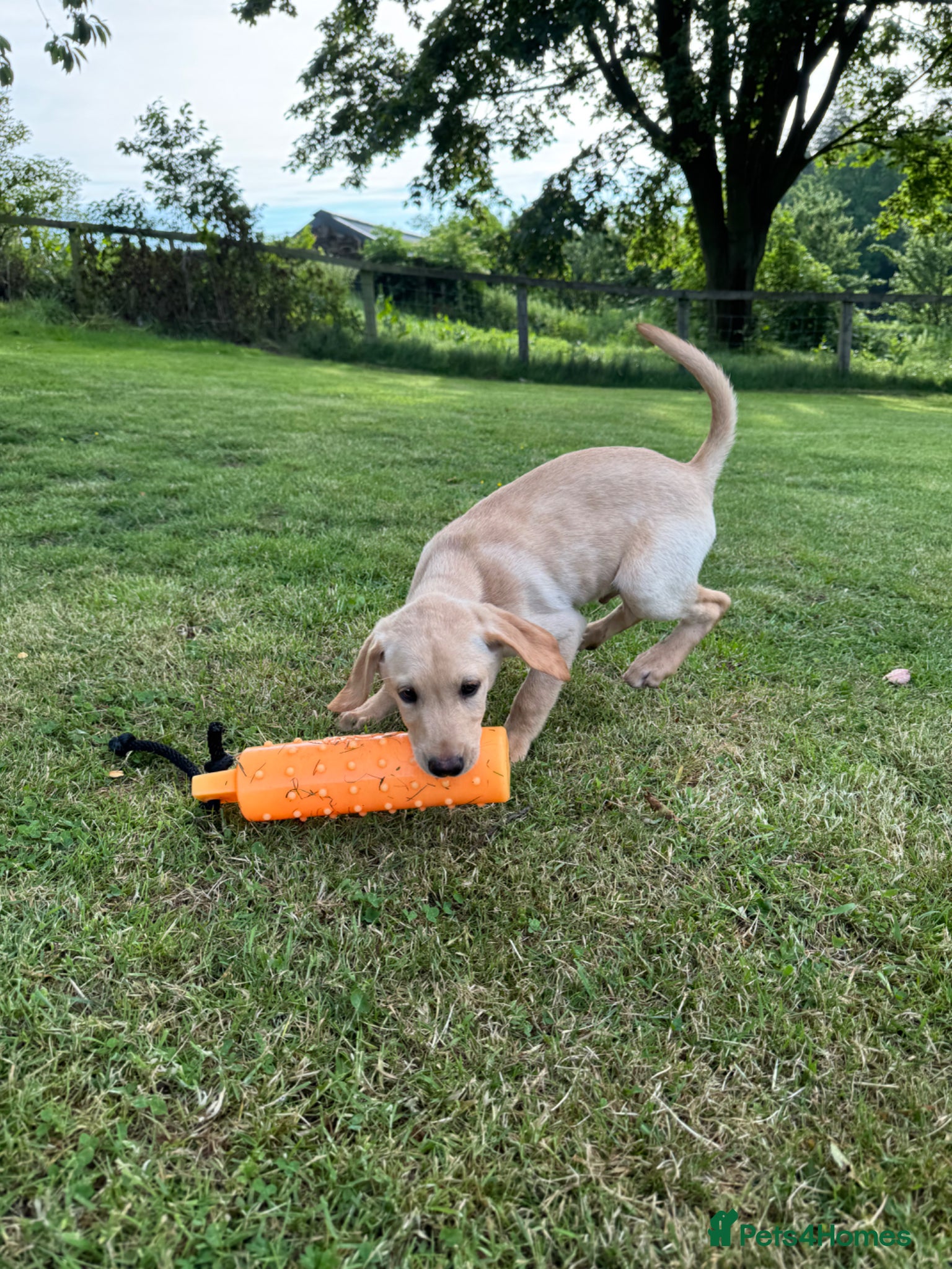 Labrador Retriever dogs for sale: KC working lab pups (health tested parents) - Advert 5