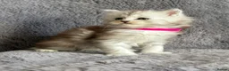 Maine Coon cats for sale: Beautiful Pedigree Kittens looking for Loving Home - Advert 4