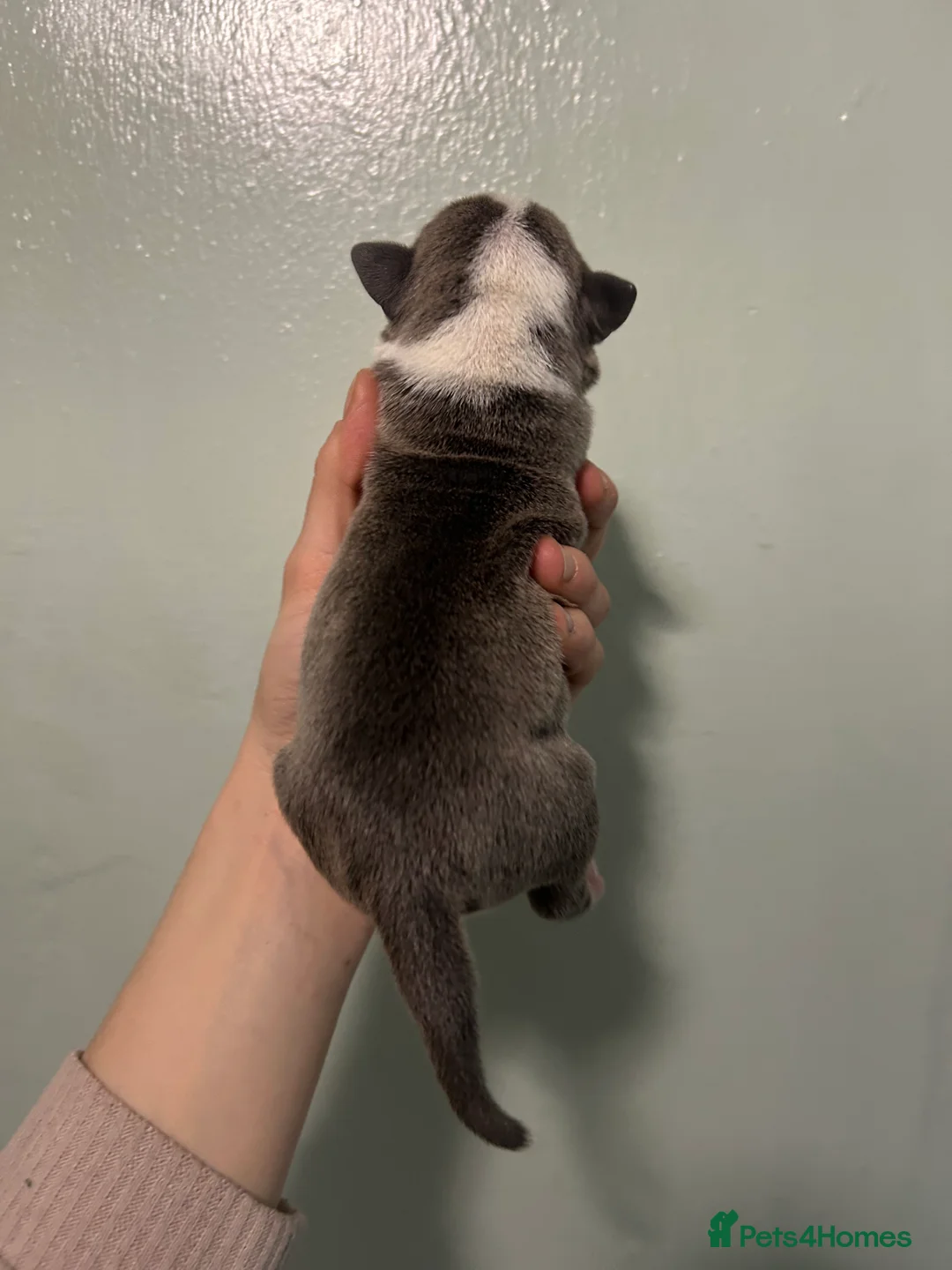 Staffordshire Bull Terrier dogs for sale: Staffordshire bull terrier puppies  - Advert 13