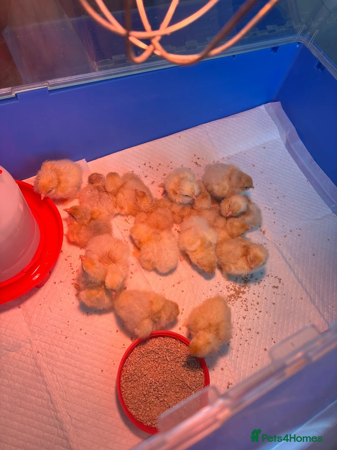 Chickens poultry for sale: Chicks  - Advert 5