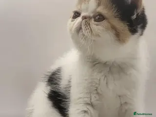 Exotic cats Exotic kittens - Advert 10