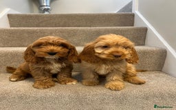 Cockapoo dogs for sale: Cockapoo puppies ready now  - Image 15