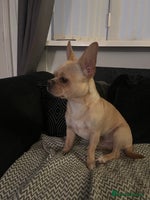Mixed Breed dogs X3 Beautiful girl French bulldogs cross - Advert 3