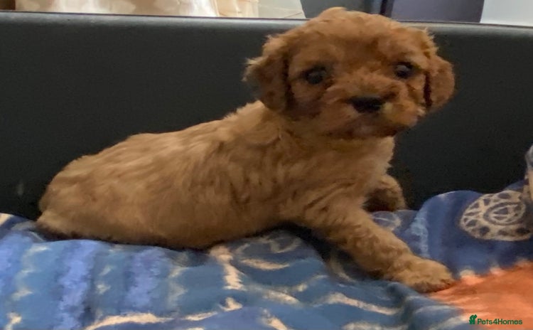 Cavapoo dogs in Saint Helens - Advert 2